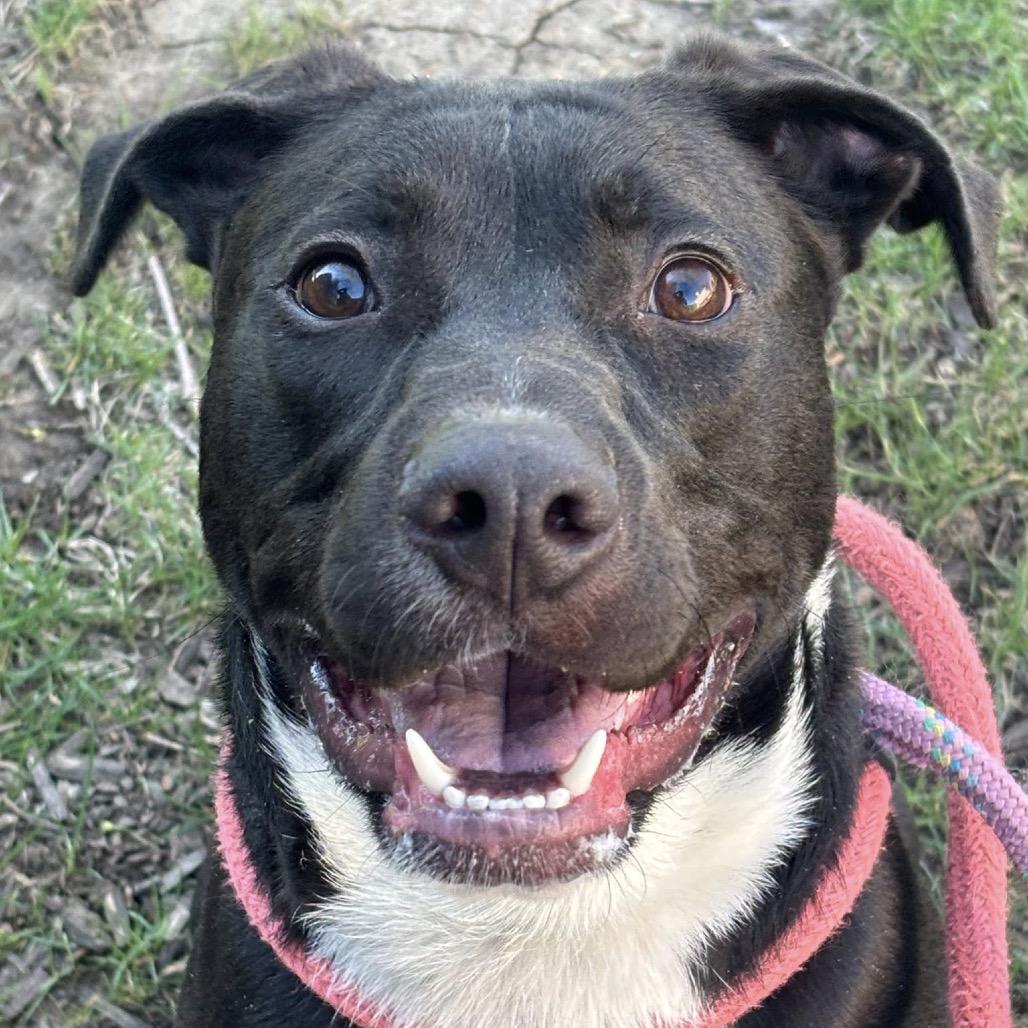 Enlarge Bari, a Adoptable mixed breed in St. Louis, MO image 3/6