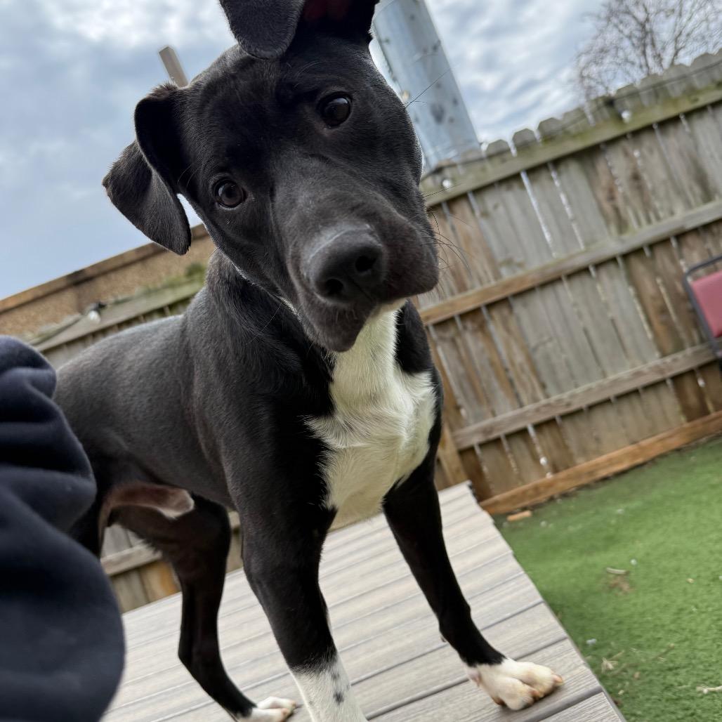 Enlarge Bari, a Adoptable mixed breed in St. Louis, MO image 4/6