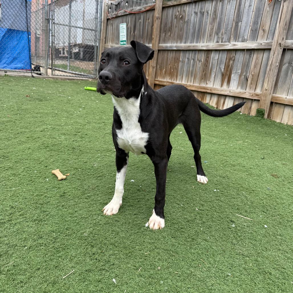 Enlarge Bari, a Adoptable mixed breed in St. Louis, MO image 5/6