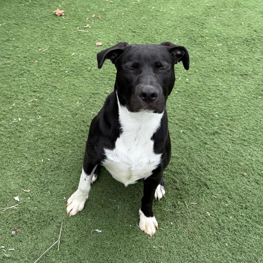 Enlarge Bari, a Adoptable mixed breed in St. Louis, MO image 6/6