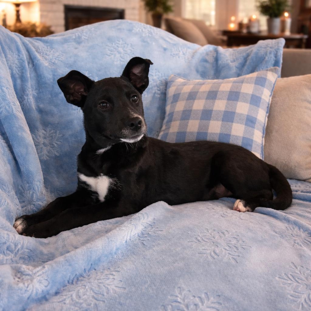 SKIPPER (Adorable, Sweet, Loving Little Baby, Loves Playing Ball) — thumbnail 4