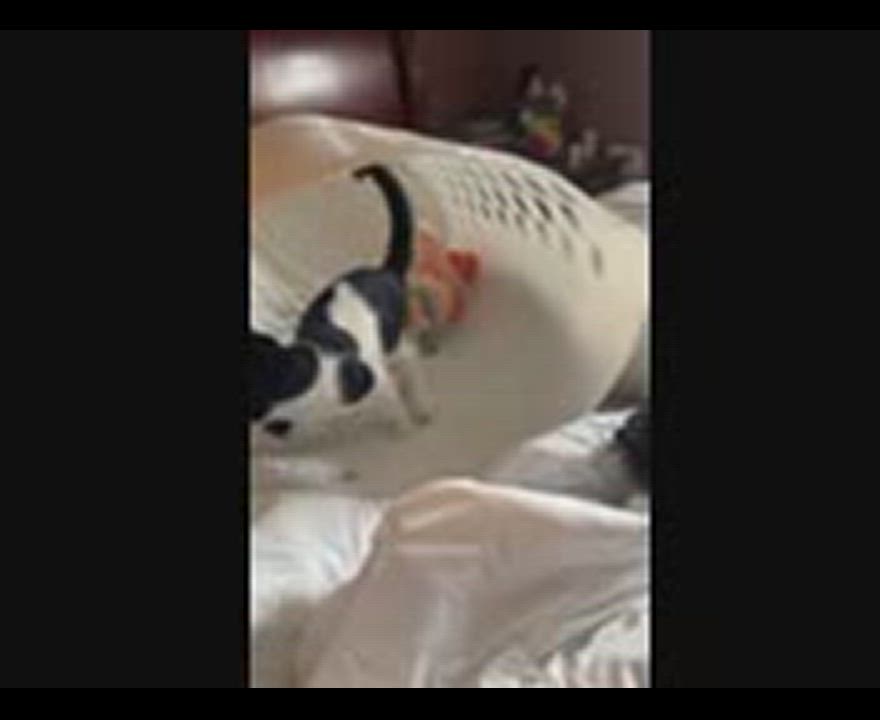 Enlarge Chicken Wing - Wings, an adopted Tuxedo in Stockton, CA video 2/2