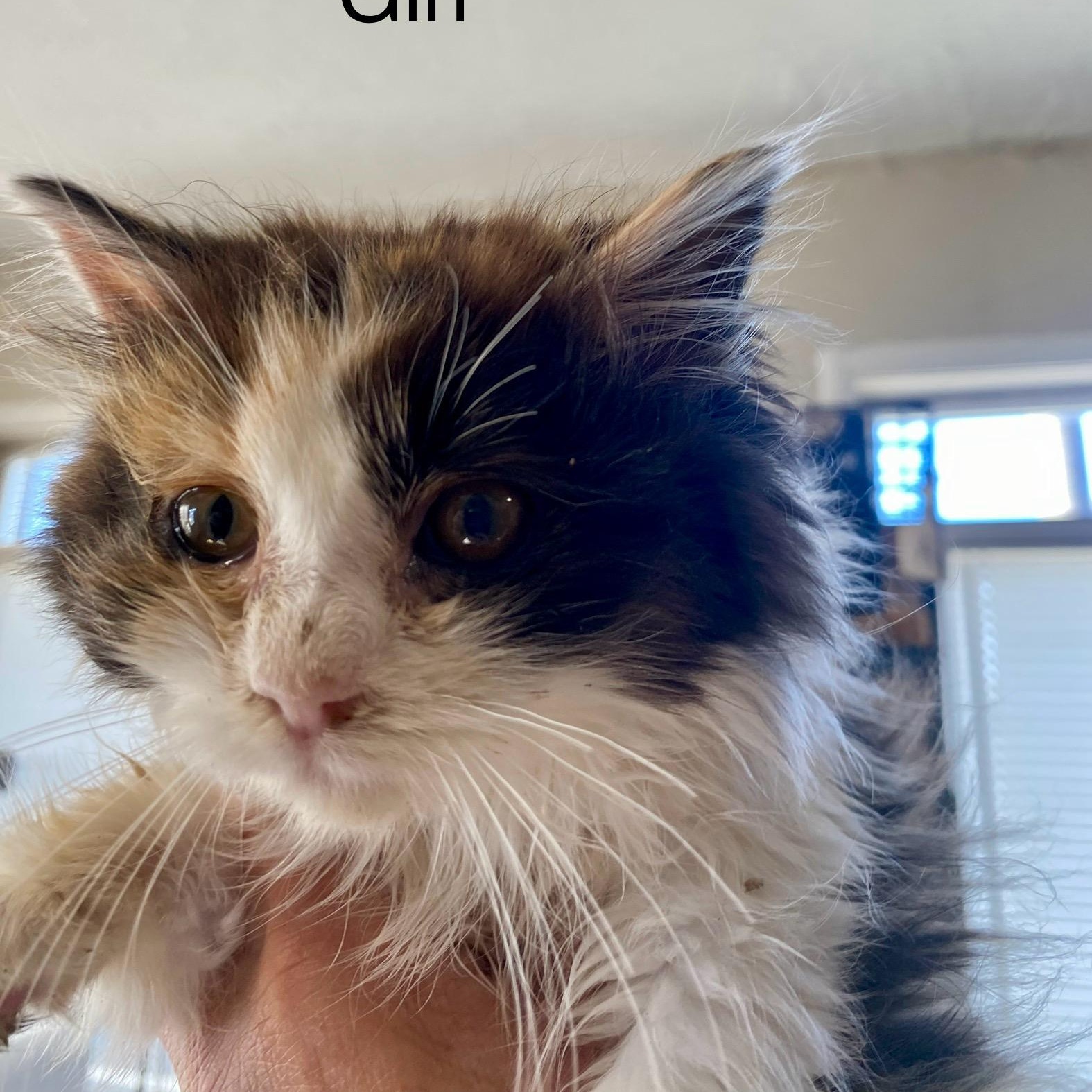 Versace, Young Female Domestic Medium Hair