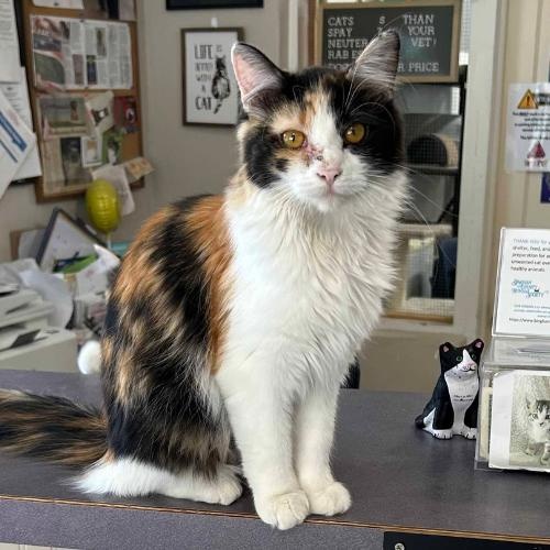 Versace, Adoptable, Young Female Domestic Medium Hair.