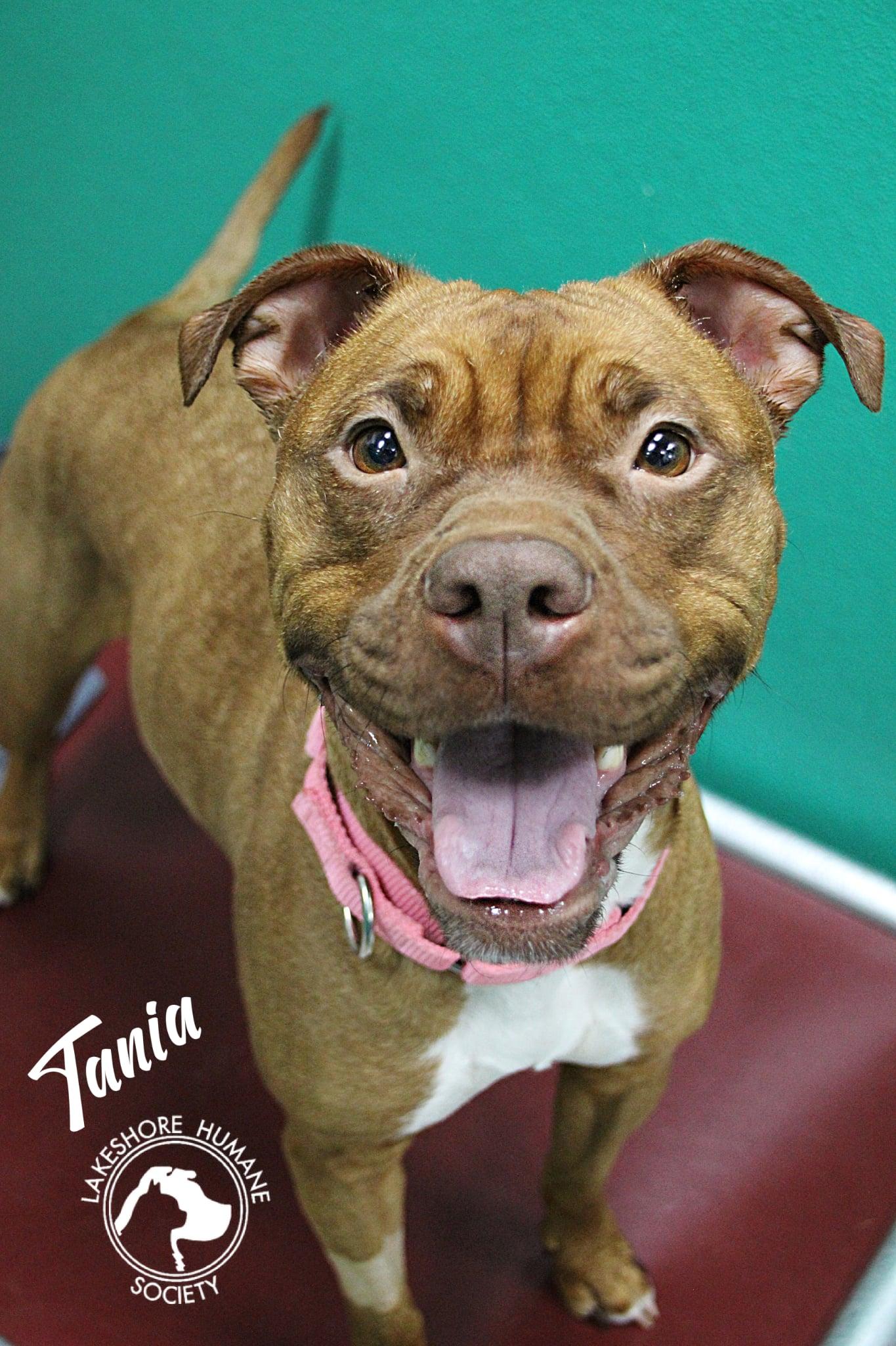 Enlarge Tania, a ADOPTABLE mixed breed in Dunkirk, NY image 1/1