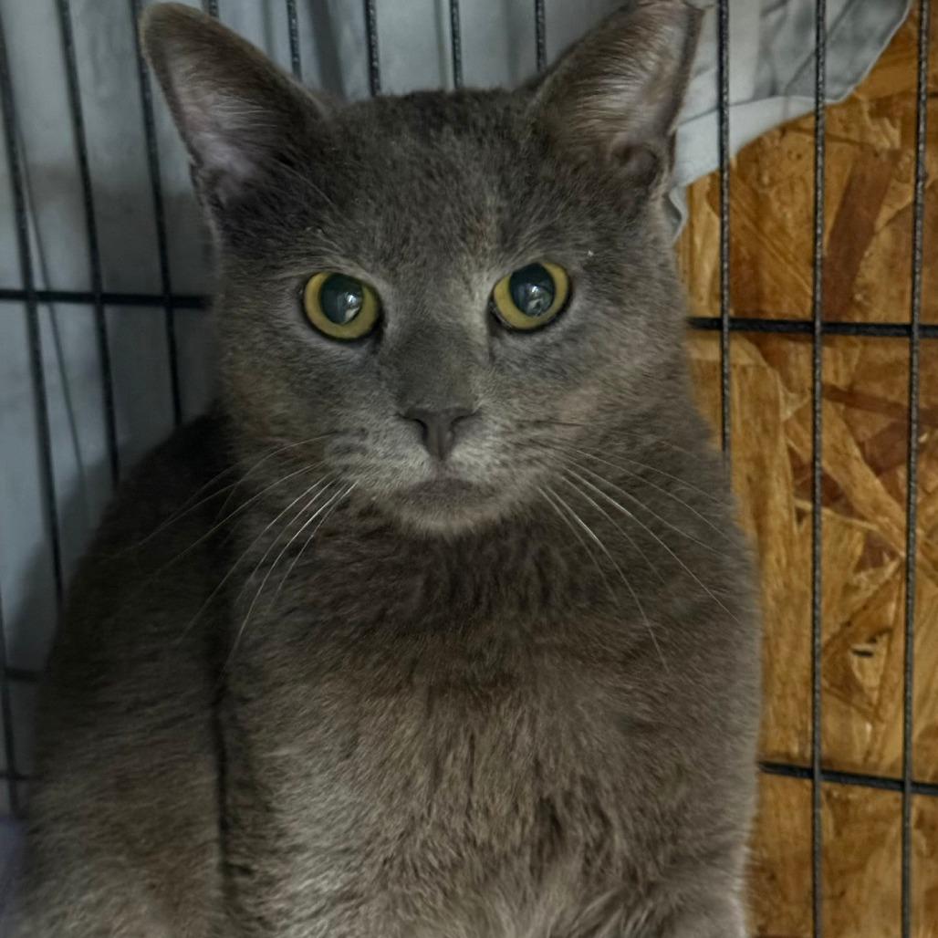 Knuckles, Adoptable, Young Male Domestic Short Hair & Domestic Short Hair.