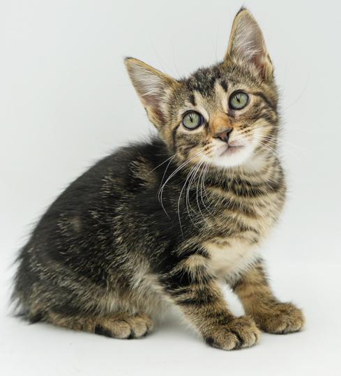Tater is a treat!  What a lil BOBTAIL love bug! Maine Coon Cat