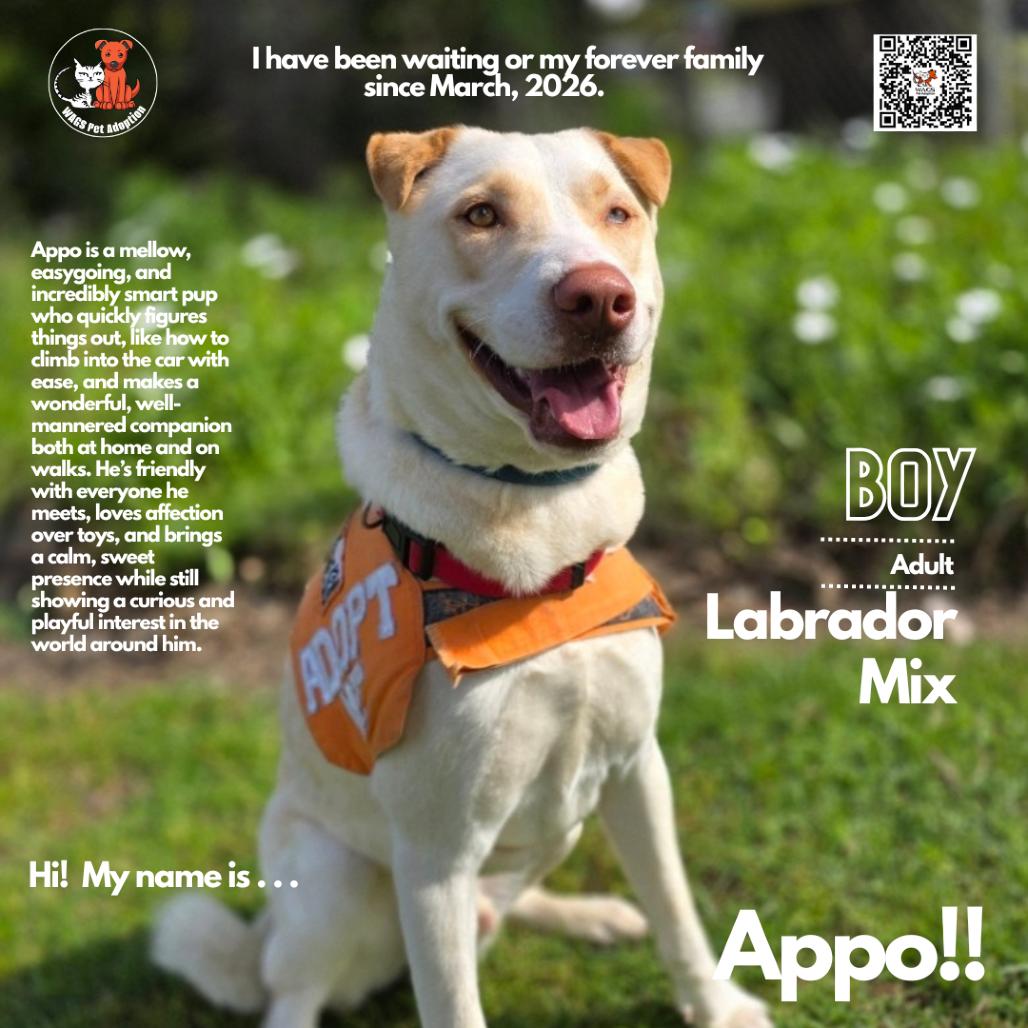 Enlarge Appo, a Adoptable Labrador Retriever in Westminster, CA image 1/1