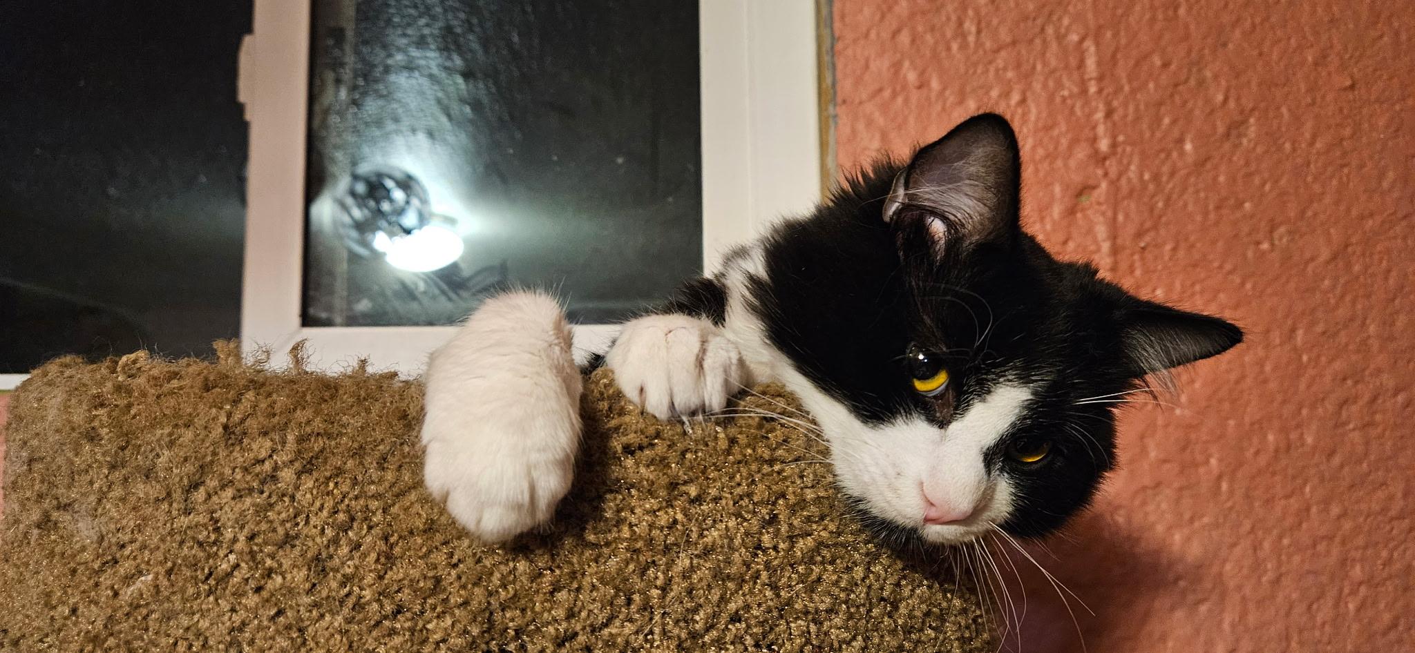 Enlarge Angel, a ADOPTABLE Domestic Short Hair in Conifer, CO image 4/5