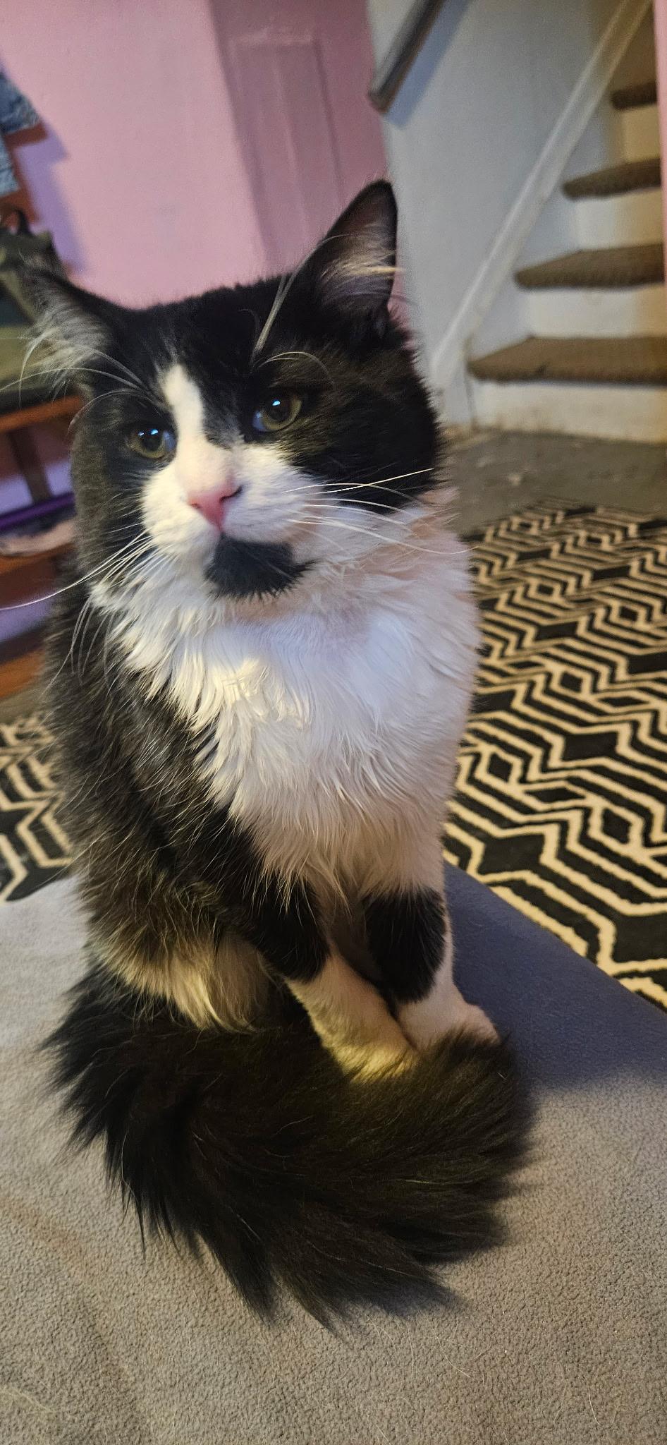 Angel, ADOPTABLE, Young Male Domestic Short Hair.