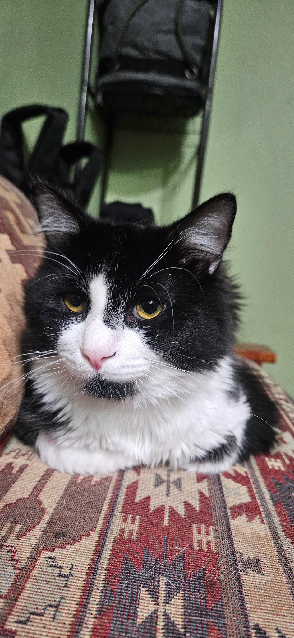 Enlarge Angel, a ADOPTABLE Domestic Short Hair in Conifer, CO image 5/5