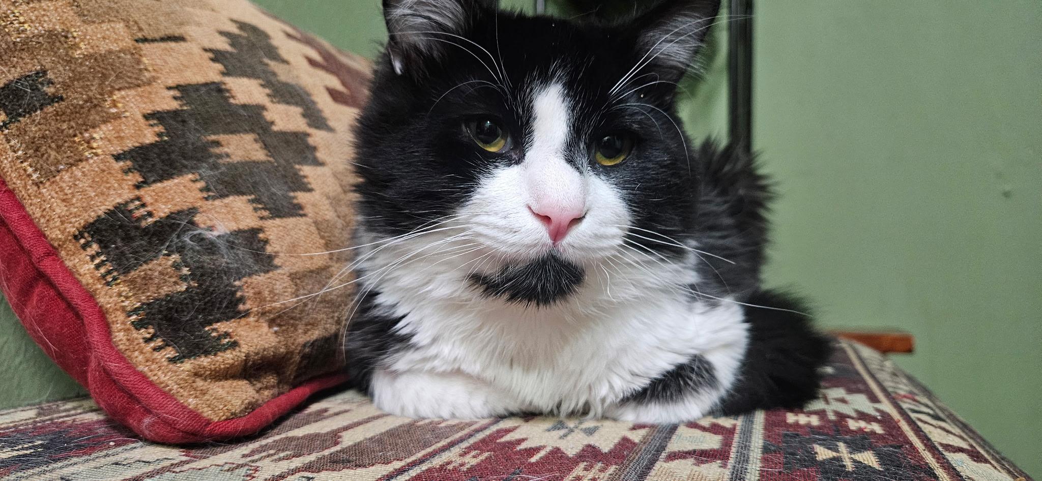 Enlarge Angel, a ADOPTABLE Domestic Short Hair in Conifer, CO image 3/5