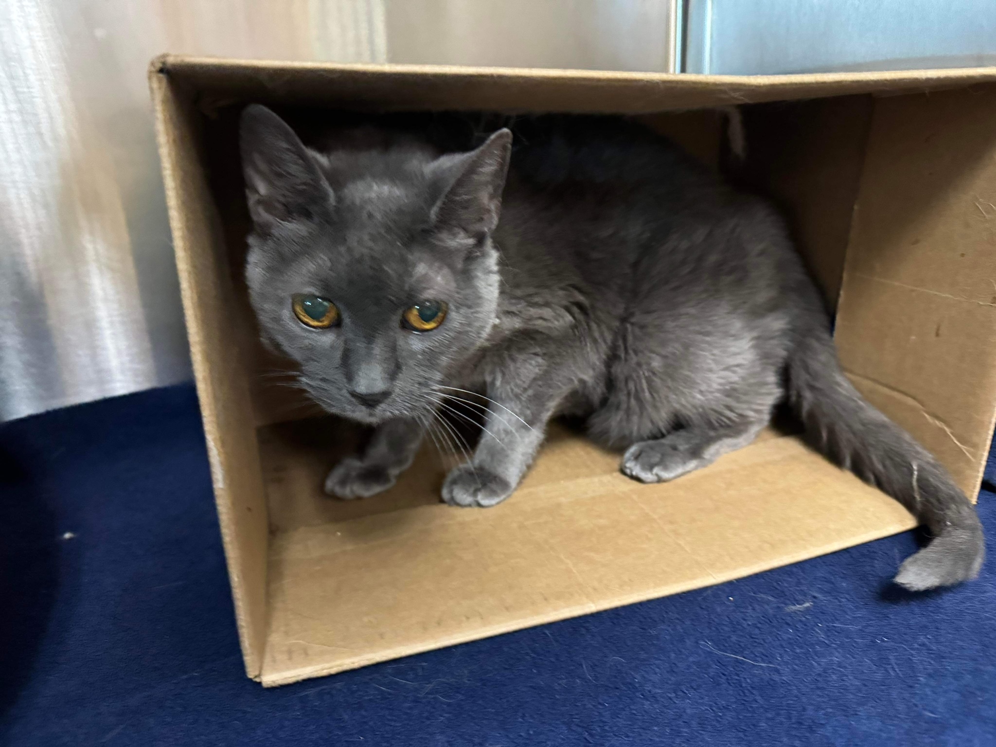 Shadow & Trixie, a Adoptable Domestic Short Hair in Seneca, PA image 3/4