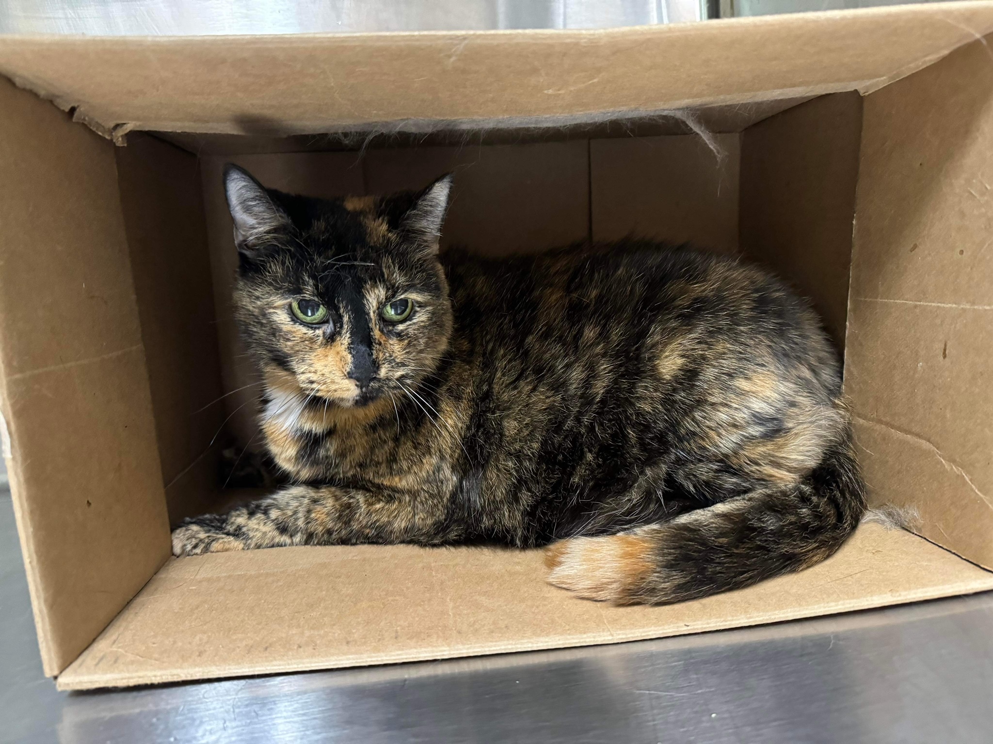 Shadow & Trixie, a Adoptable Domestic Short Hair in Seneca, PA image 4/4