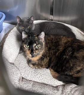 Shadow & Trixie, a Adoptable Domestic Short Hair in Seneca, PA image 2/4