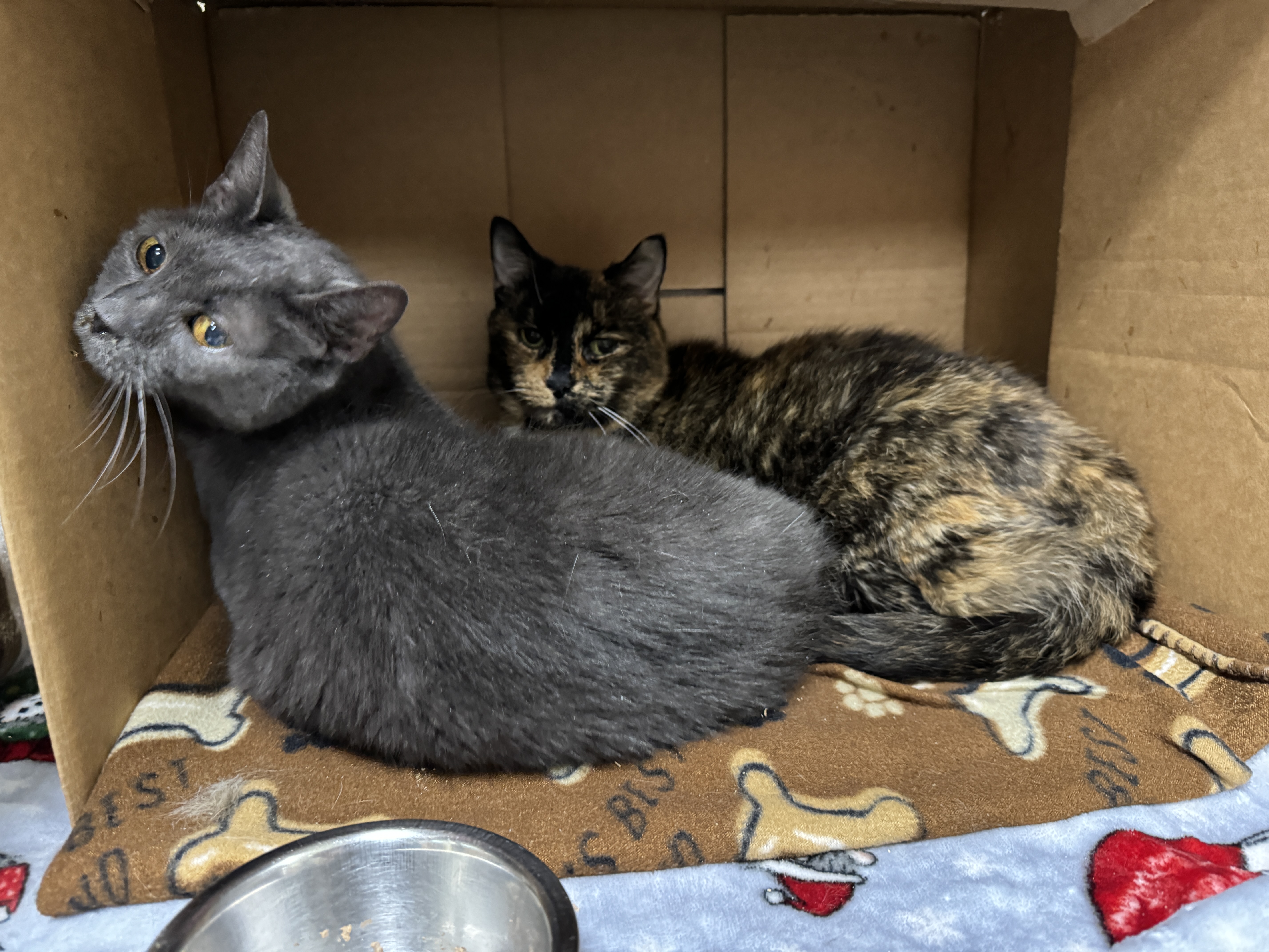 Shadow & Trixie, Senior Female Domestic Short Hair