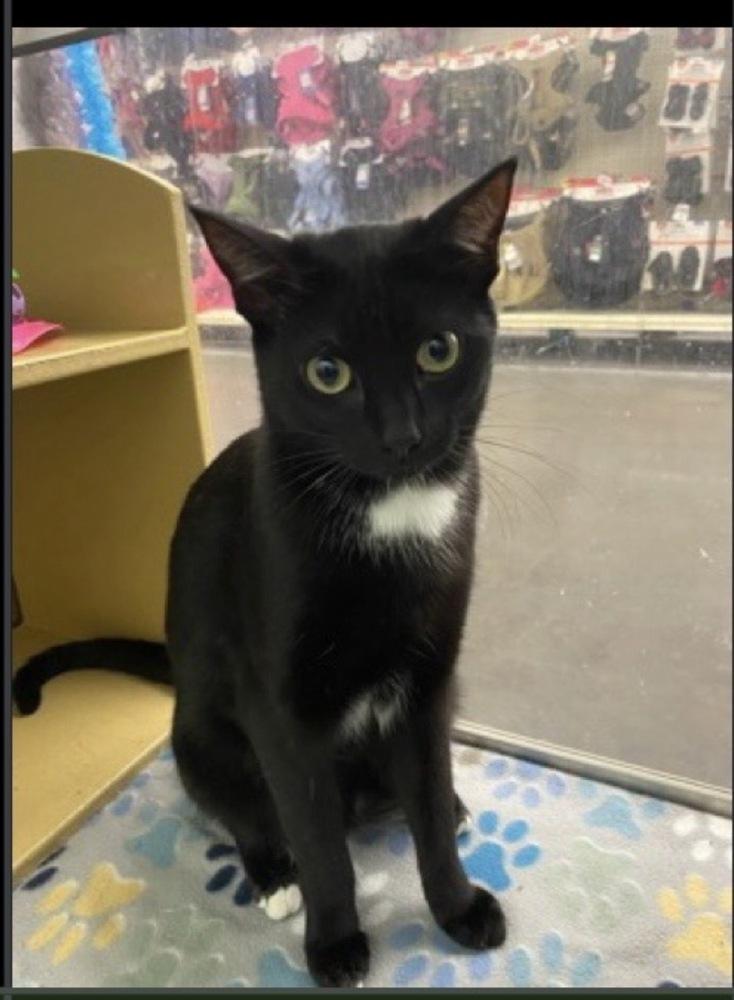 Spider, Adoptable, Adult Male Domestic Short Hair.