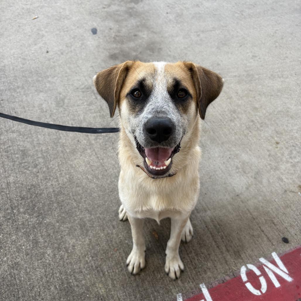 Weston, Adoptable, Adult Male Cattle Dog & Anatolian Shepherd.