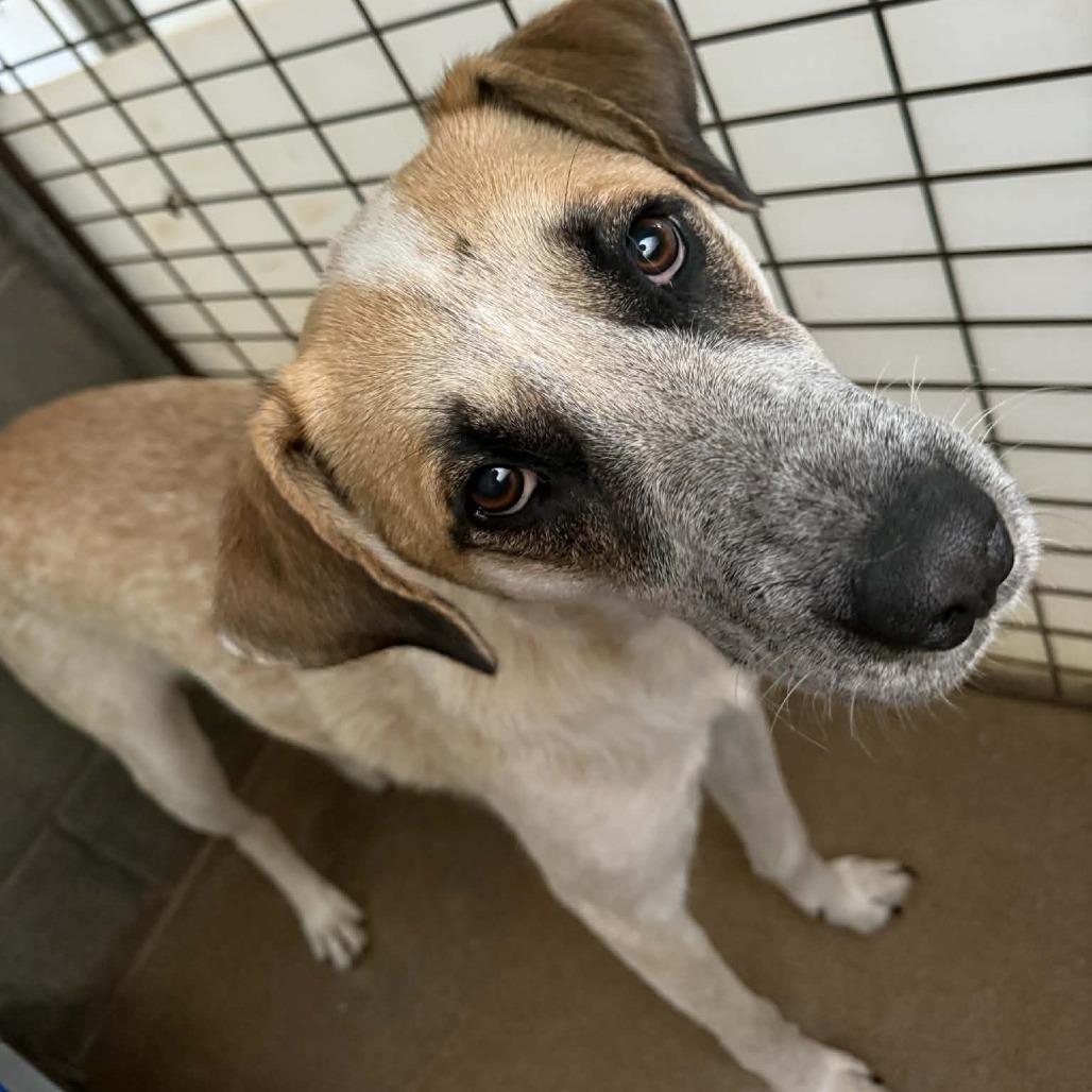 Weston, a Adoptable mixed breed in Stephenville, TX image 2/6