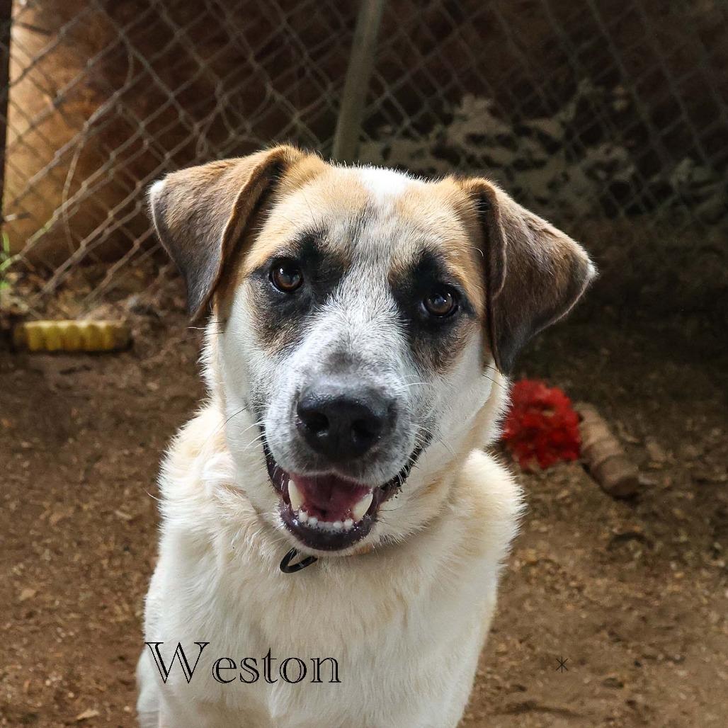 Weston, a Adoptable mixed breed in Stephenville, TX image 3/6