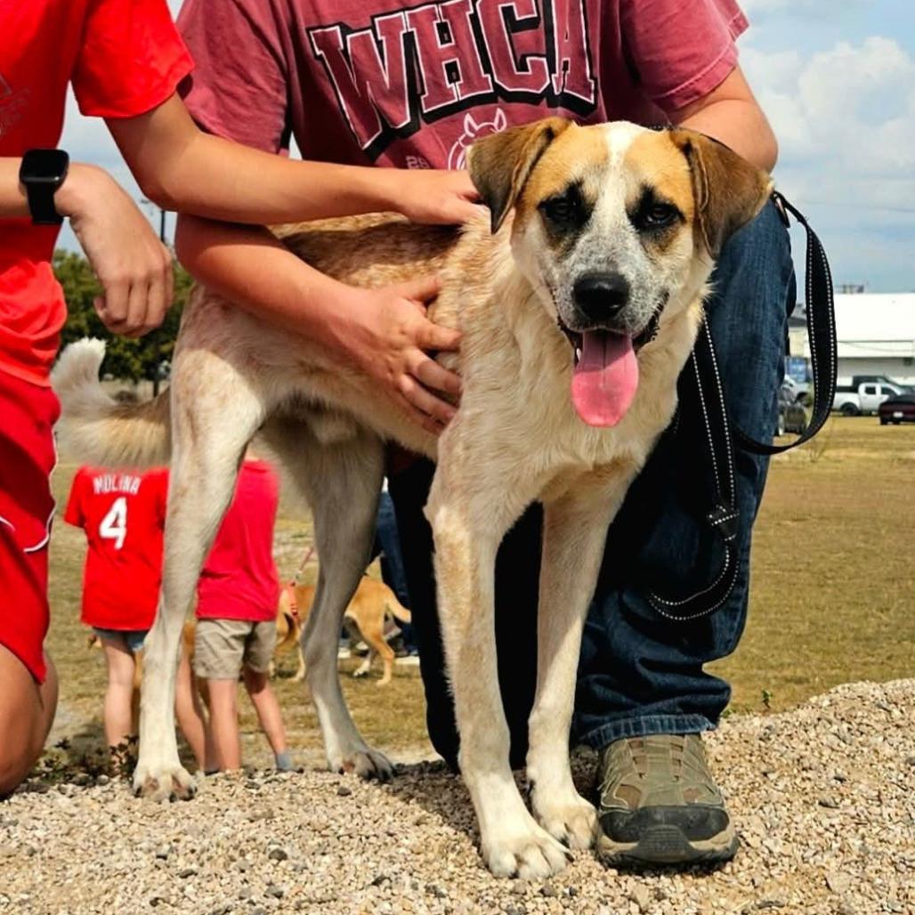 Weston, a Adoptable mixed breed in Stephenville, TX image 4/6