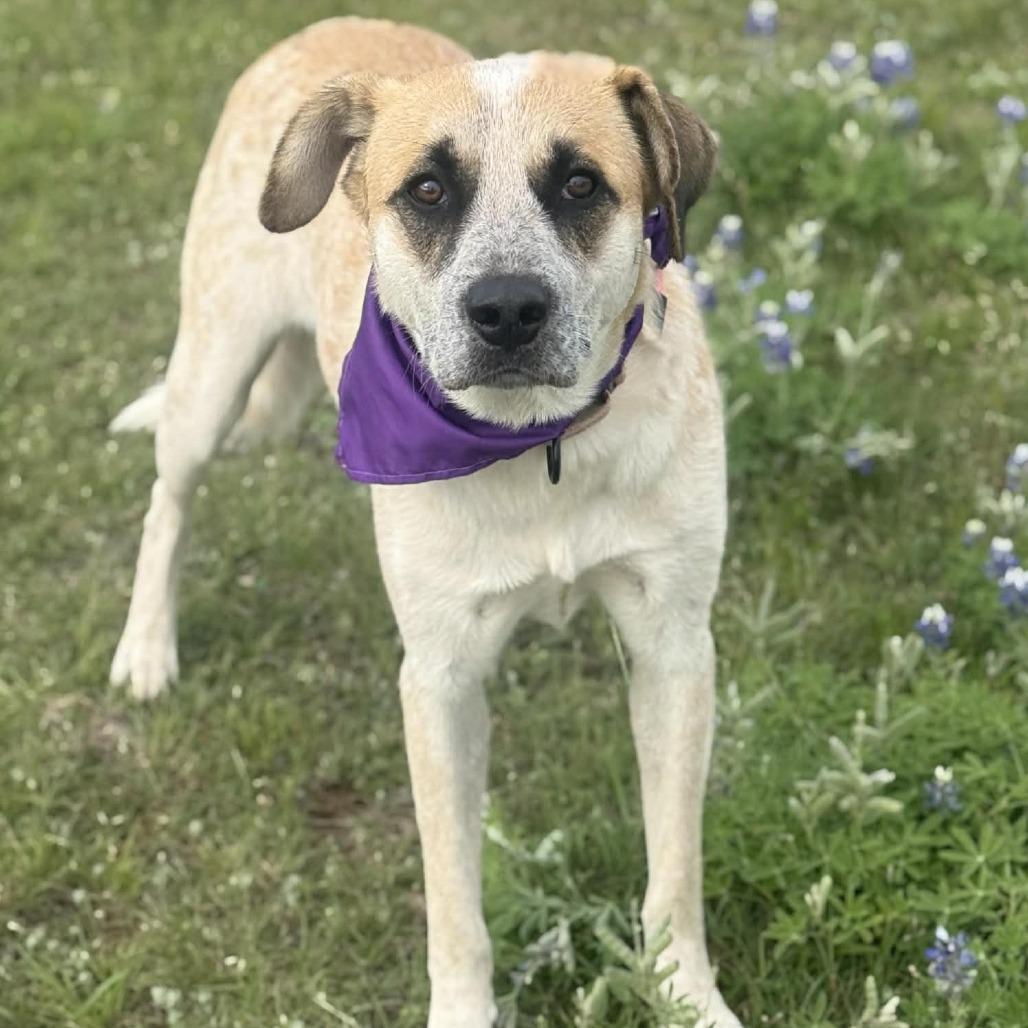 Weston, a Adoptable mixed breed in Stephenville, TX image 5/6