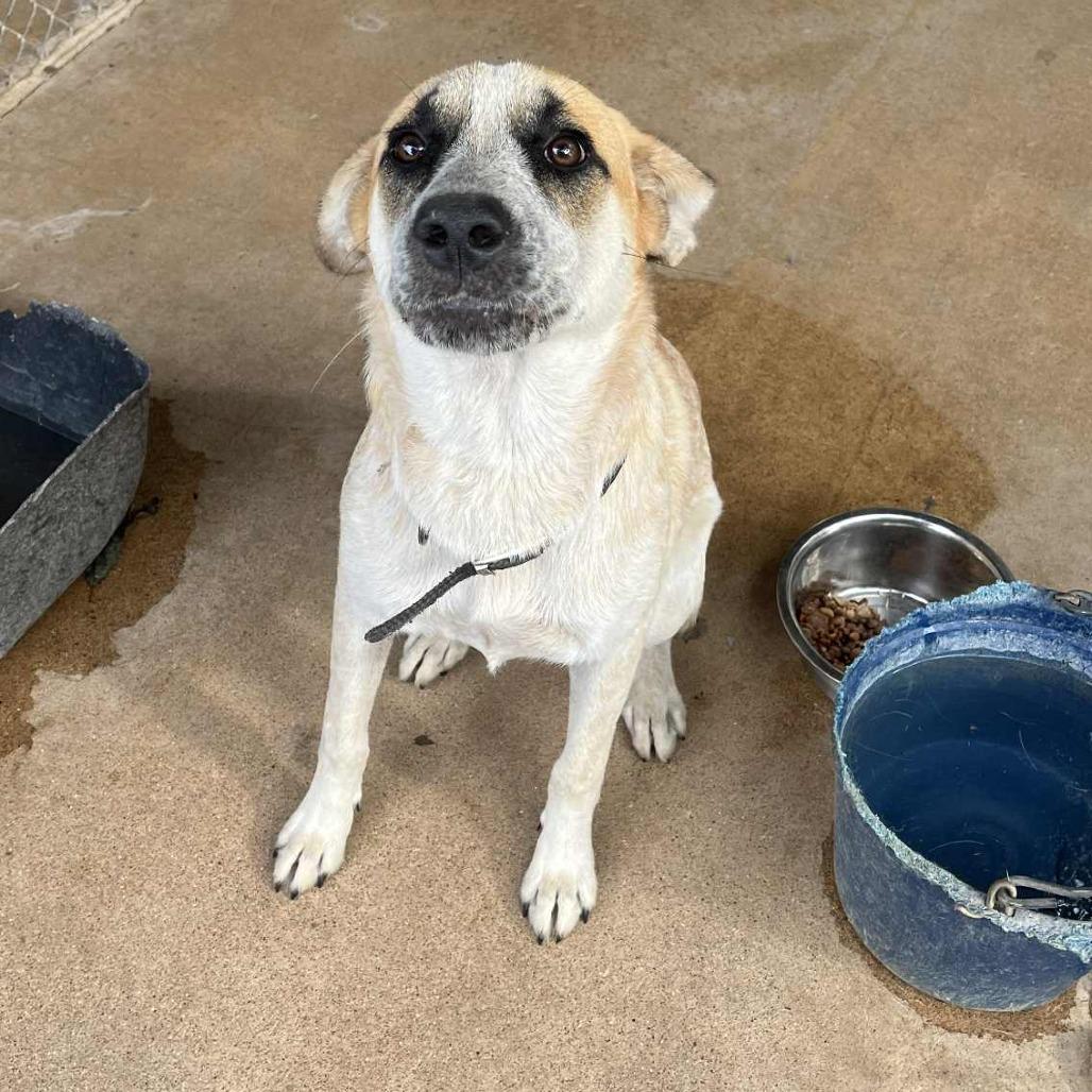 Weston, a Adoptable mixed breed in Stephenville, TX image 6/6
