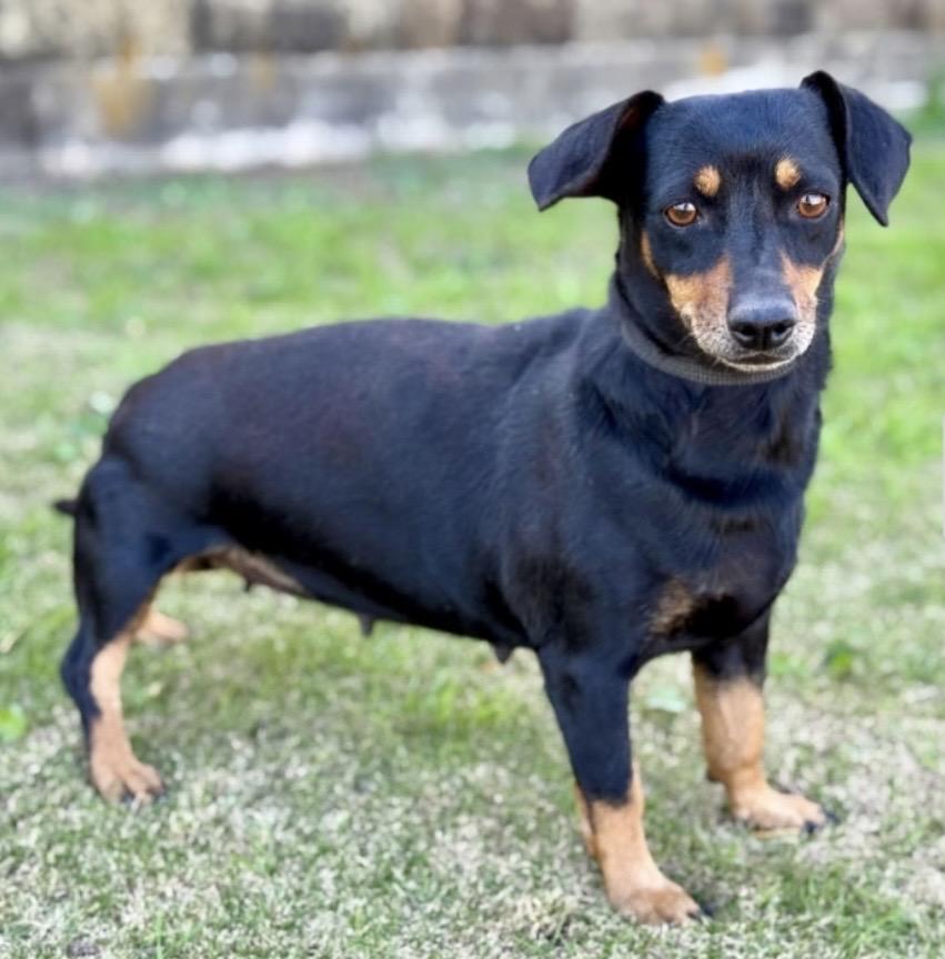 Enlarge Ava, a ADOPTABLE Dachshund in Thornhill, ON image 2/2