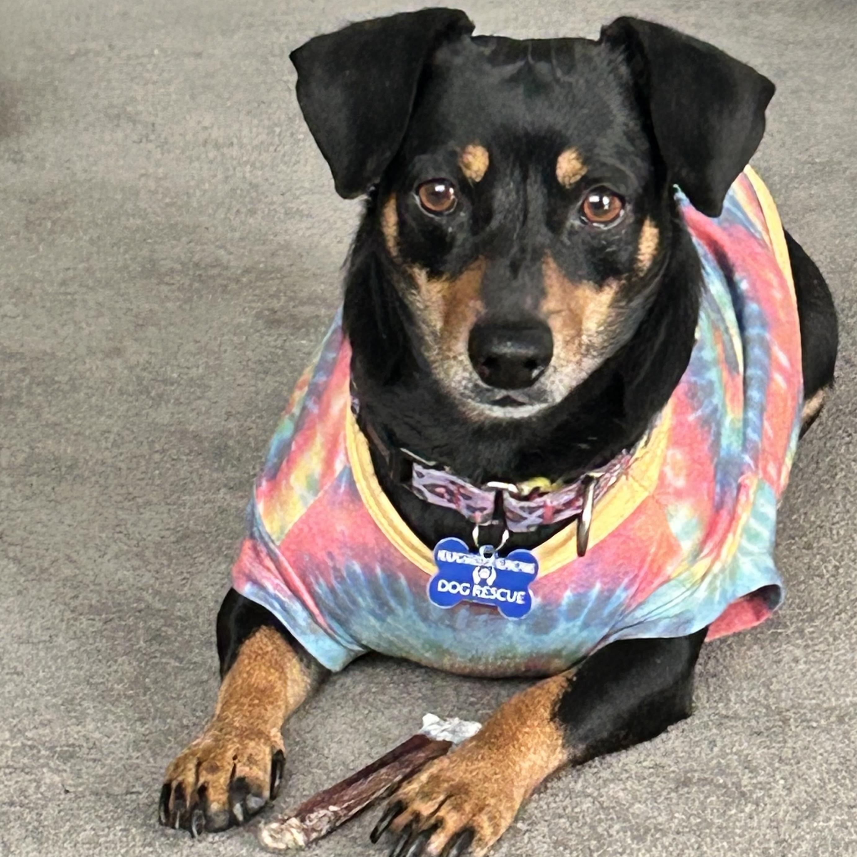 Enlarge Ava, a ADOPTABLE Dachshund in Thornhill, ON image 1/2