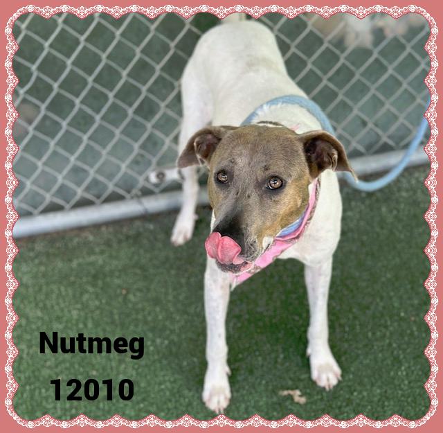 NUTMEG