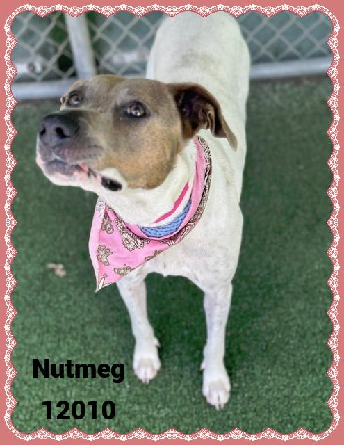 NUTMEG