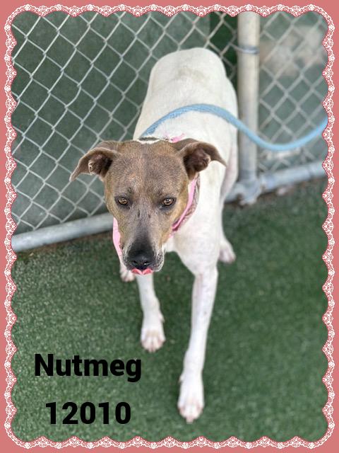 NUTMEG
