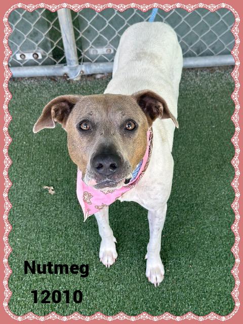 NUTMEG