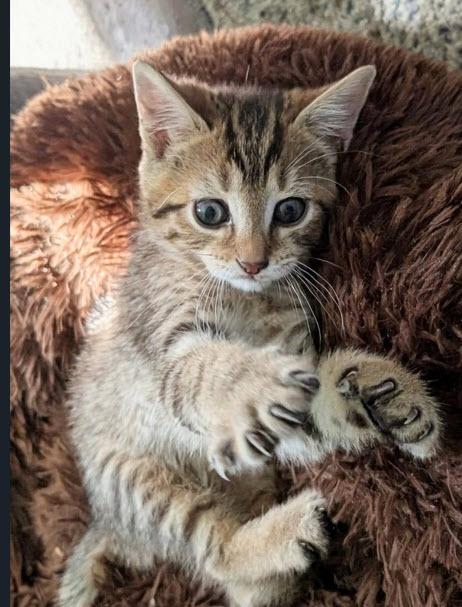 Enlarge Sigma MD, an adopted Tabby in West Bloomfield, MI image 1/1