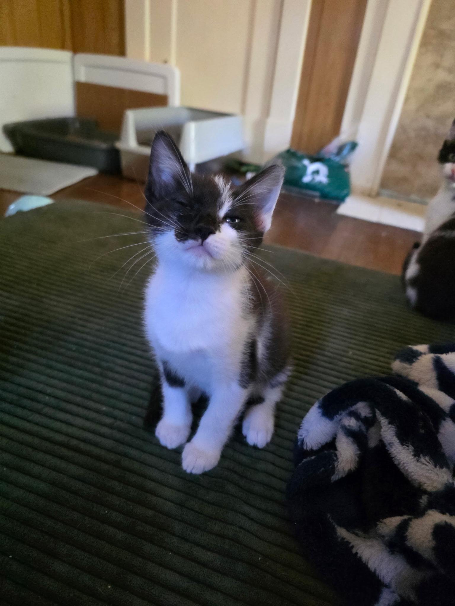 Enlarge Flotsum, a Adoptable Domestic Short Hair in Morganton, NC image 2/3