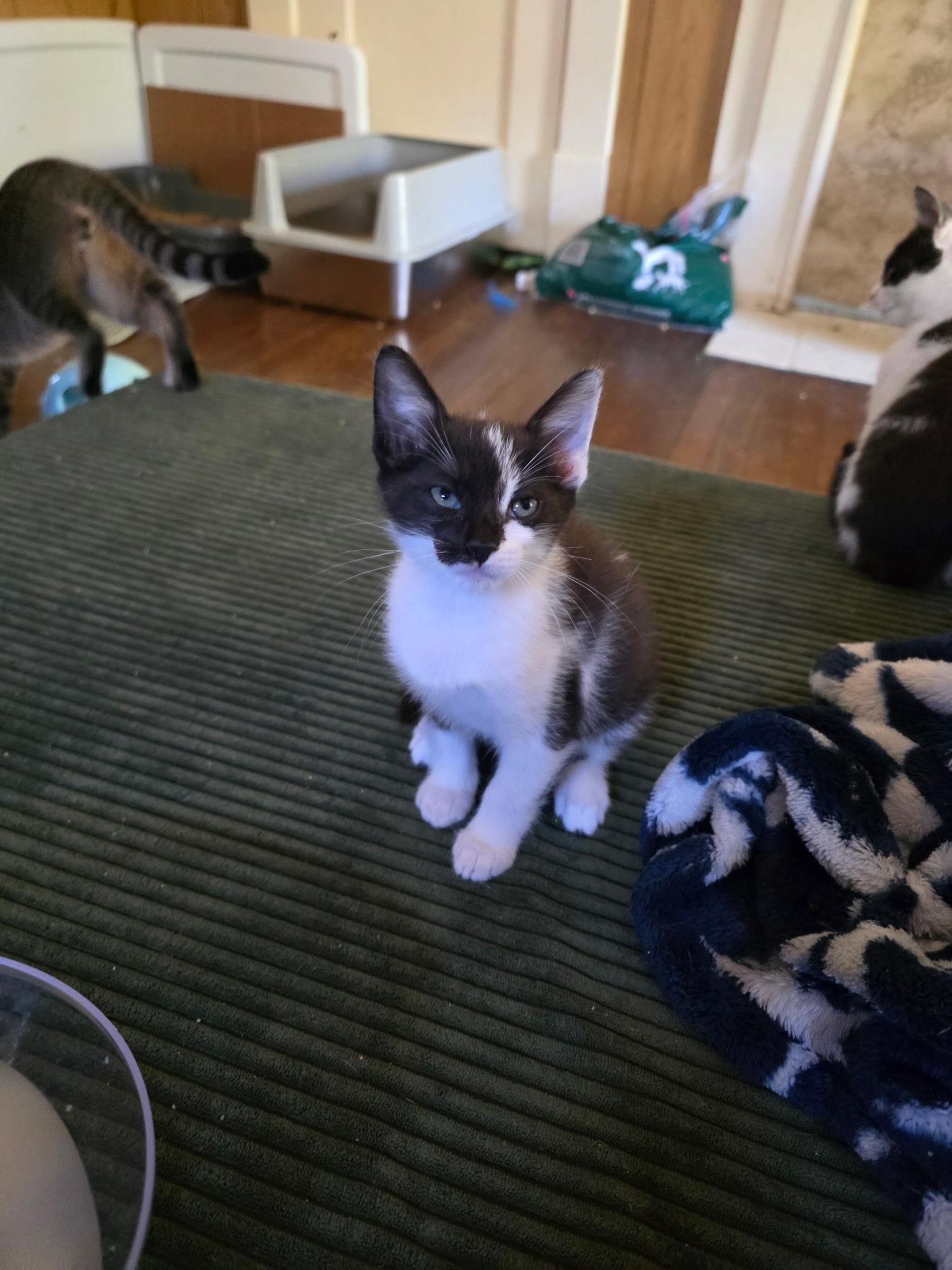 Flotsum, Adoptable, Kitten Male Domestic Short Hair.