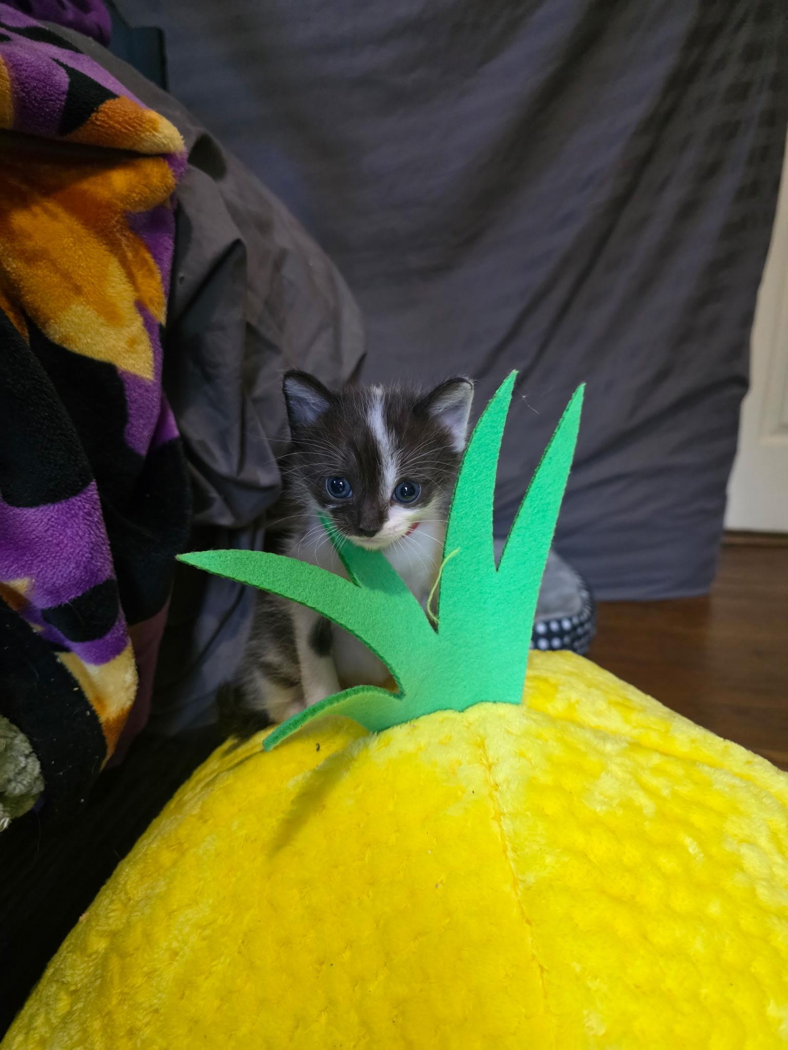 Enlarge Flotsum, a Adoptable Domestic Short Hair in Morganton, NC image 3/3