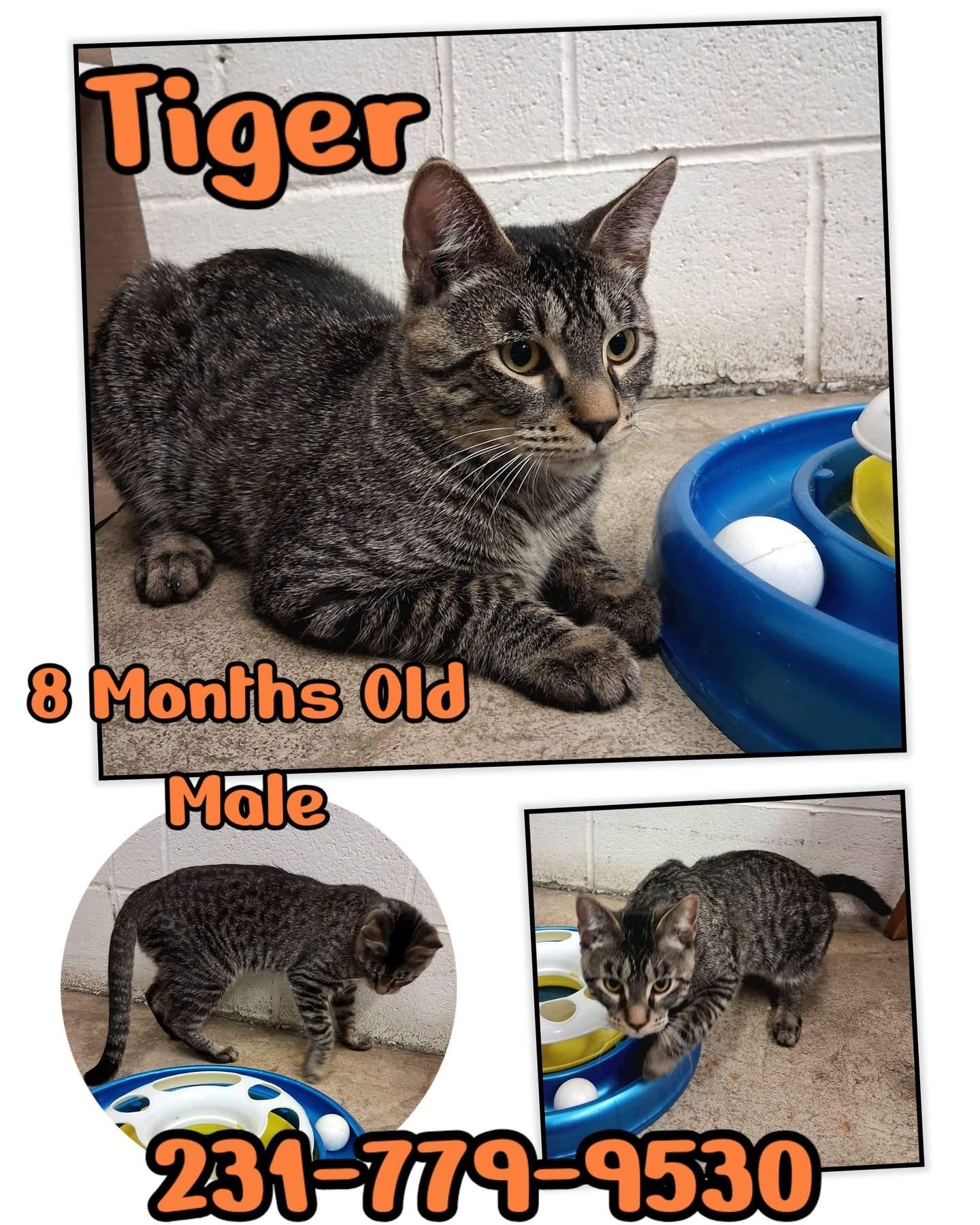Enlarge TIGER, a ADOPTABLE Domestic Short Hair in Cadillac, MI image 1/1