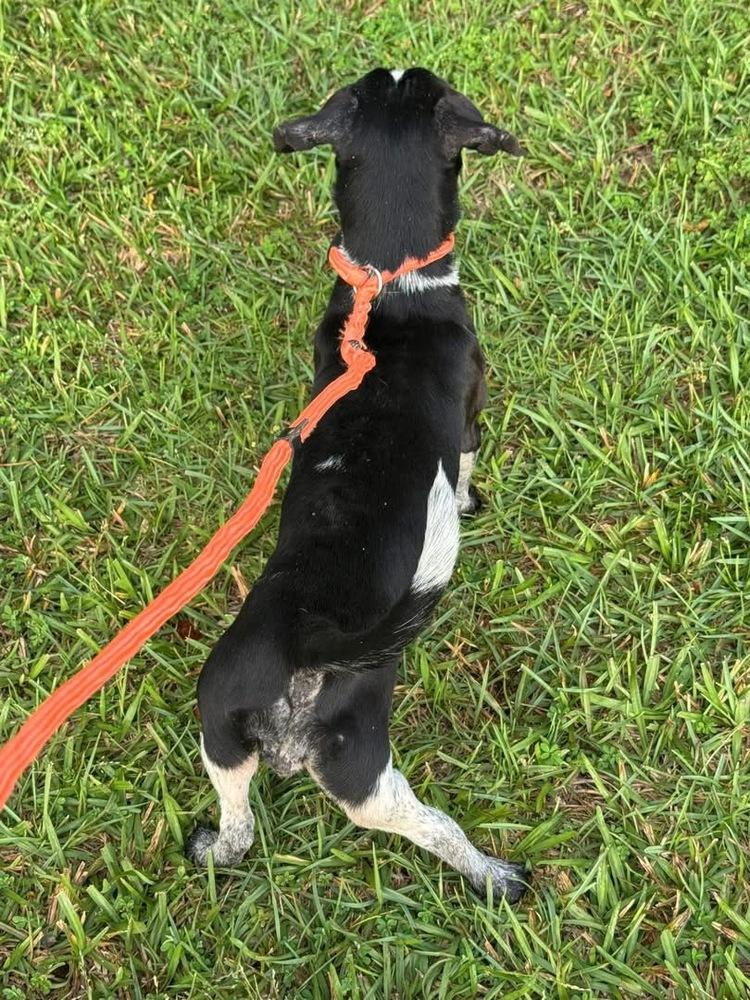 Rose, a Adopted mixed breed in Syracuse, NY image 1/5