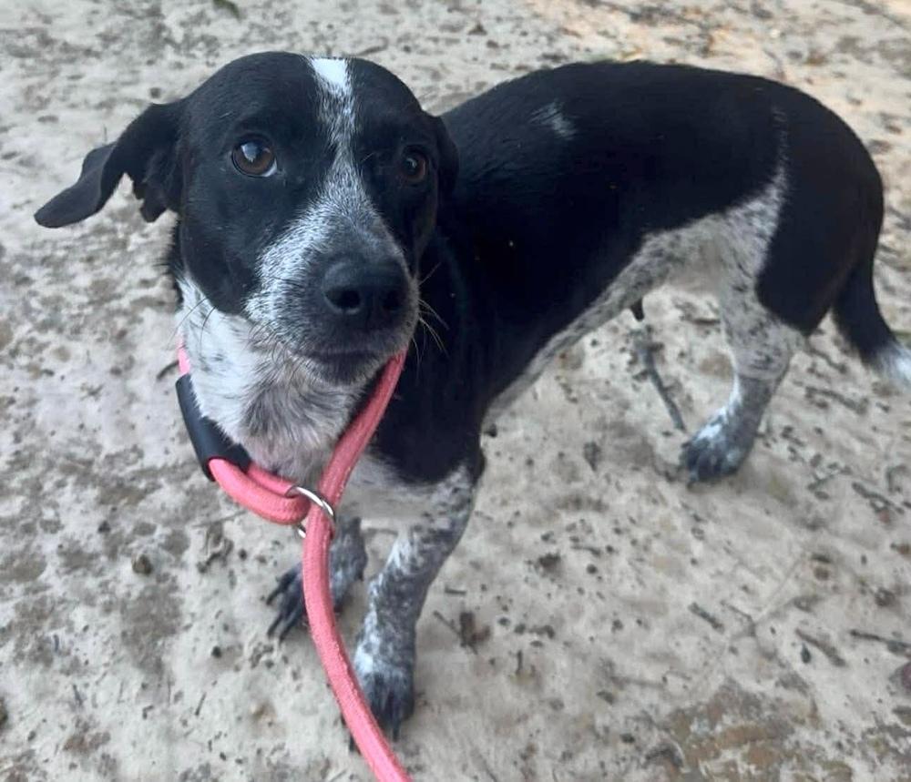 Rose, a Adopted mixed breed in Syracuse, NY image 2/5