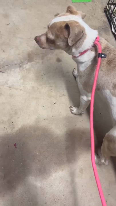 Enlarge Rose, a Adopted mixed breed in Syracuse, NY video 3/5