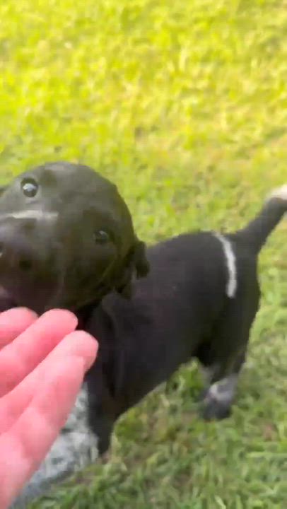 Enlarge Rose, a Adopted mixed breed in Syracuse, NY video 4/5