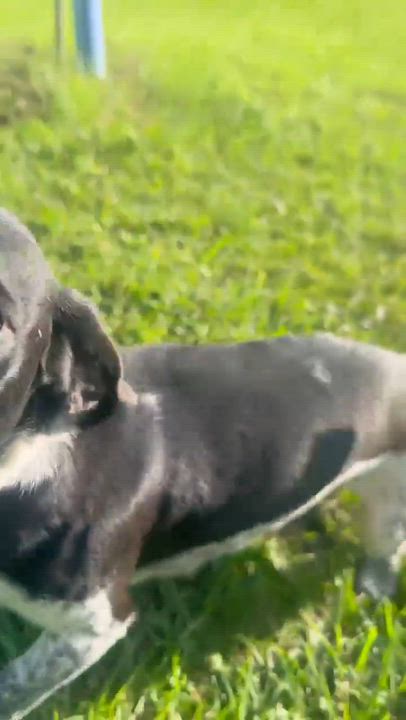 Enlarge Rose, a Adopted mixed breed in Syracuse, NY video 5/5