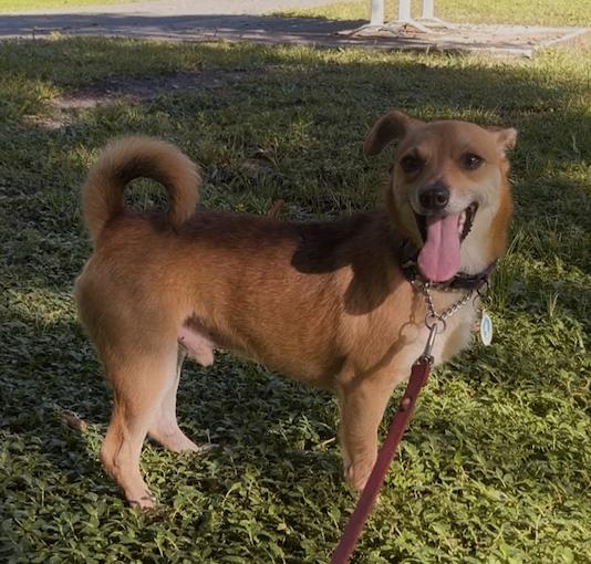 Benji, Adoptable, Adult Male Chihuahua.