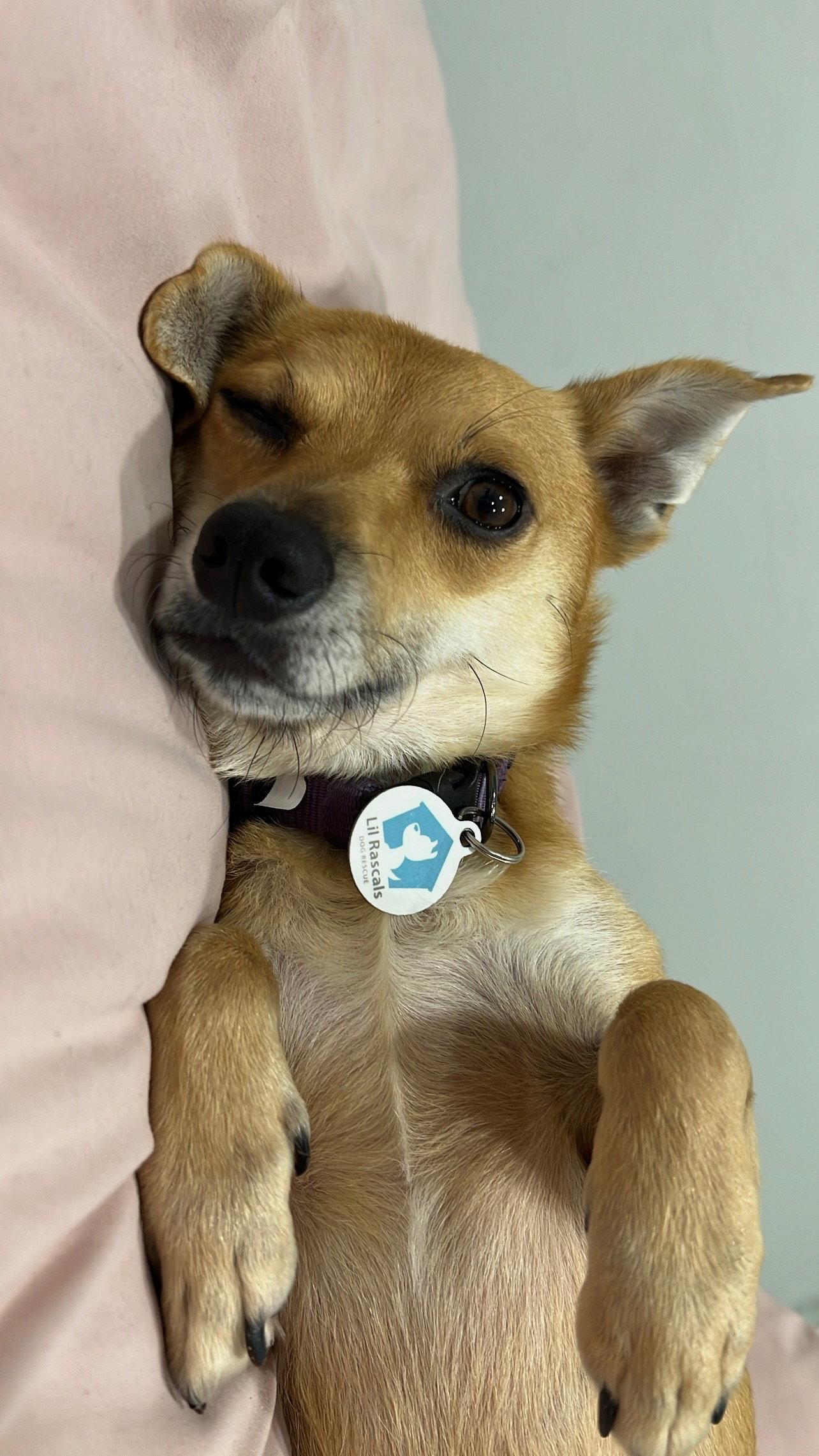 Benji, Adoptable, Adult Male Chihuahua.