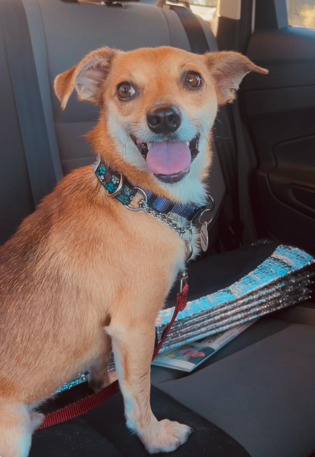 Enlarge Benji, a Adoptable Chihuahua in Osteen, FL image 2/3