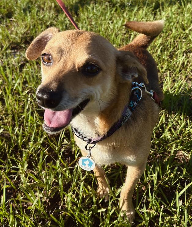Enlarge Benji, a Adoptable Chihuahua in Osteen, FL image 2/3