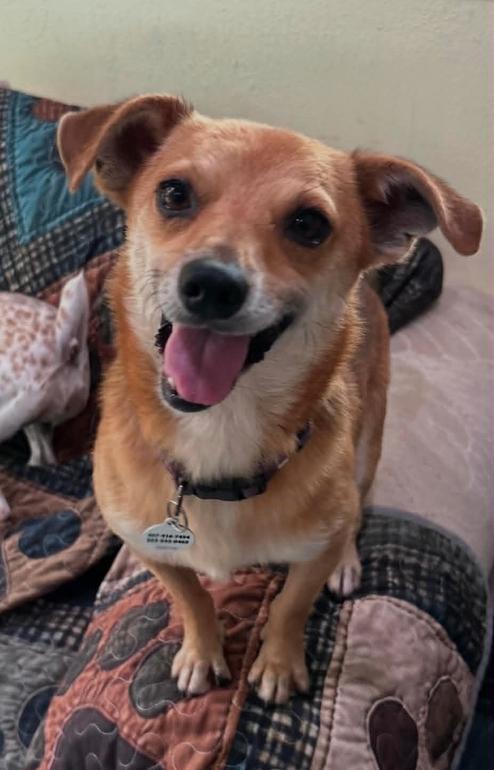 Enlarge Benji, a Adoptable Chihuahua in Osteen, FL image 1/3