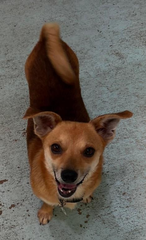 Enlarge Benji, a Adoptable Chihuahua in Osteen, FL image 2/3