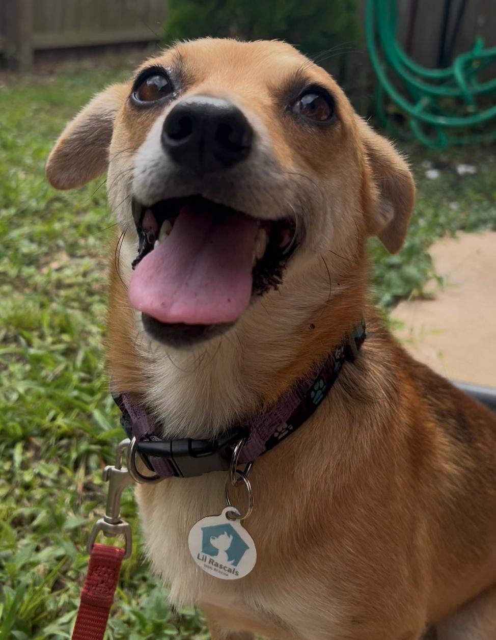 Enlarge Benji, a Adoptable Chihuahua in Osteen, FL image 3/3